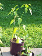 Cayenne Joe's Long