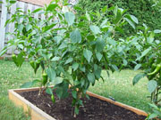 Piment d'Espelette