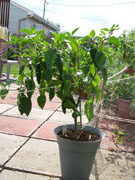 Piment d'Espelette