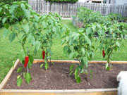 Piment d'Espelette