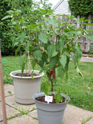 Piment d'Espelette