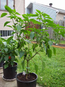 Piment d'Espelette