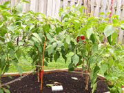 Piment d'Espelette