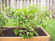 Piment d'Espelette