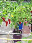 Piment d'Espelette
