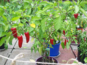 Piment d'Espelette