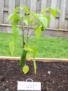 Piment d'Espelette