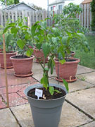 Piment d'Espelette