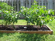 Piment d'Espelette