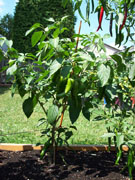 Piment d'Espelette