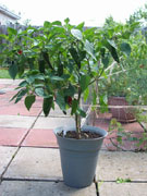Piment d'Espelette