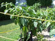 Piment d'Espelette