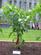 Piment d'Espelette
