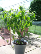 Piment d'Espelette