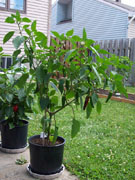 Piment d'Espelette