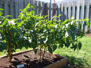 Piment d'Espelette