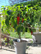 Piment d'Espelette