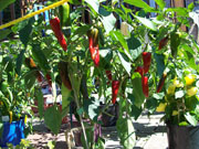 Piment d'Espelette