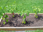 Piment d'Espelette