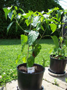 Piment d'Espelette