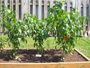 Piment d'Espelette