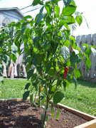 Piment d'Espelette