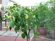 Piment d'Espelette