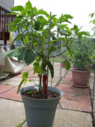 Piment d'Espelette