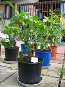Piment d'Espelette