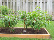 Piment d'Espelette
