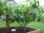 Piment d'Espelette