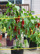 Piment d'Espelette