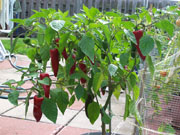 Piment d'Espelette