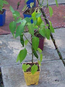 Piment d'Espelette