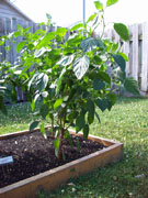 Piment d'Espelette