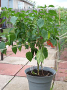 Piment d'Espelette