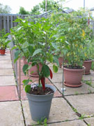 Piment d'Espelette