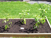 Piment d'Espelette
