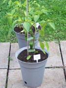Piment d'Espelette