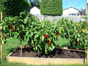 Piment d'Espelette