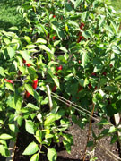 Piment d'Espelette