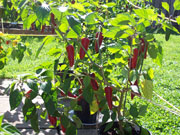 Piment d'Espelette