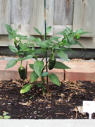 Jalapeño Milta