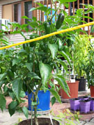 Jalapeño Milta