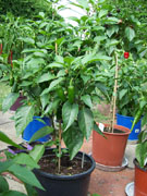 Jalapeño Milta