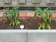 Jalapeño Milta
