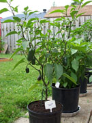 Jalapeño Milta