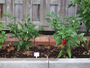 Jalapeño Milta