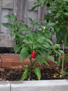 Jalapeño Milta