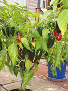 Jalapeño Milta